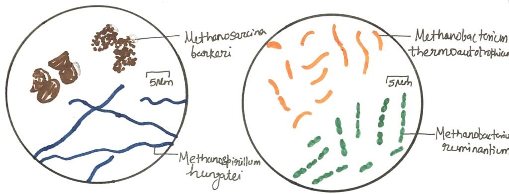 Cells of various methane-producing bacteria