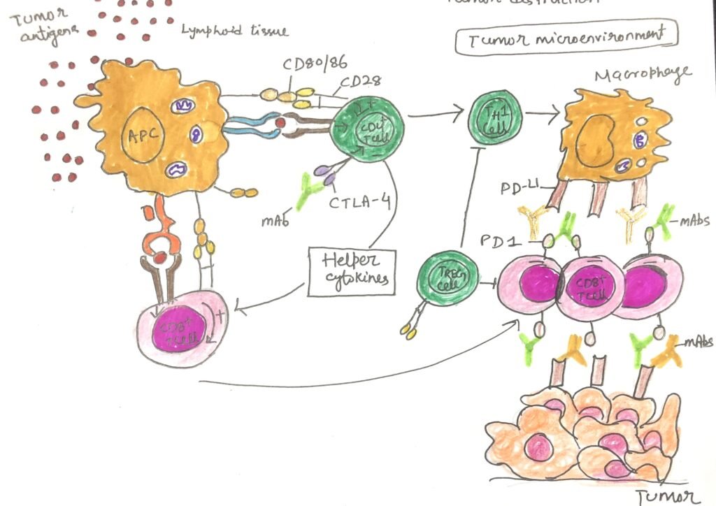 Checkpoint blockade therapy for the treatment of cancer