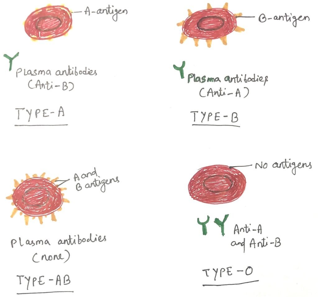 The ABO blood group