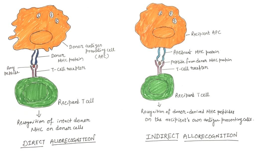 Direct and indirect pathways of presenting foreign MHC molecules