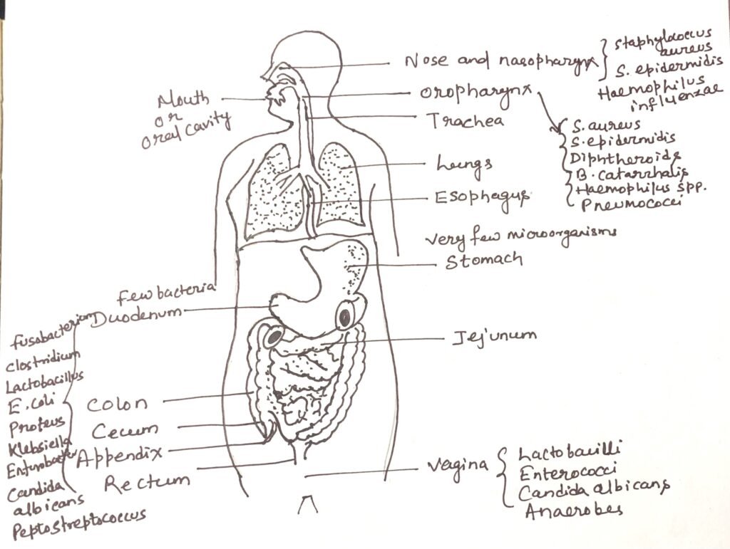 The occurrence and localization of normal microbial flora in the human body