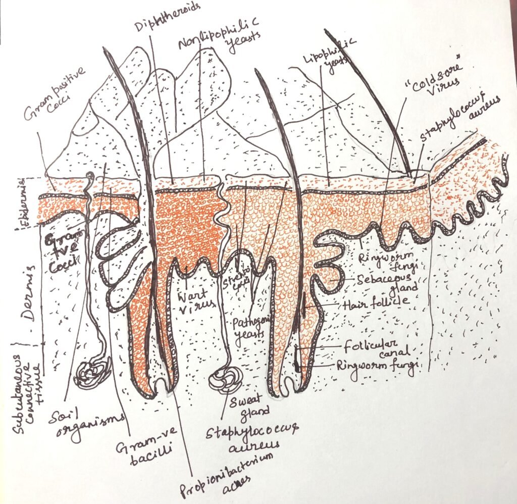 The predominant microbial species that coexist symbiotically on human skin