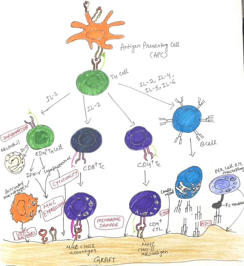 Allograft rejection occurs through T cells, inflammatory cytokines, macrophages, and damaging antibodies (Effector mechanisms)