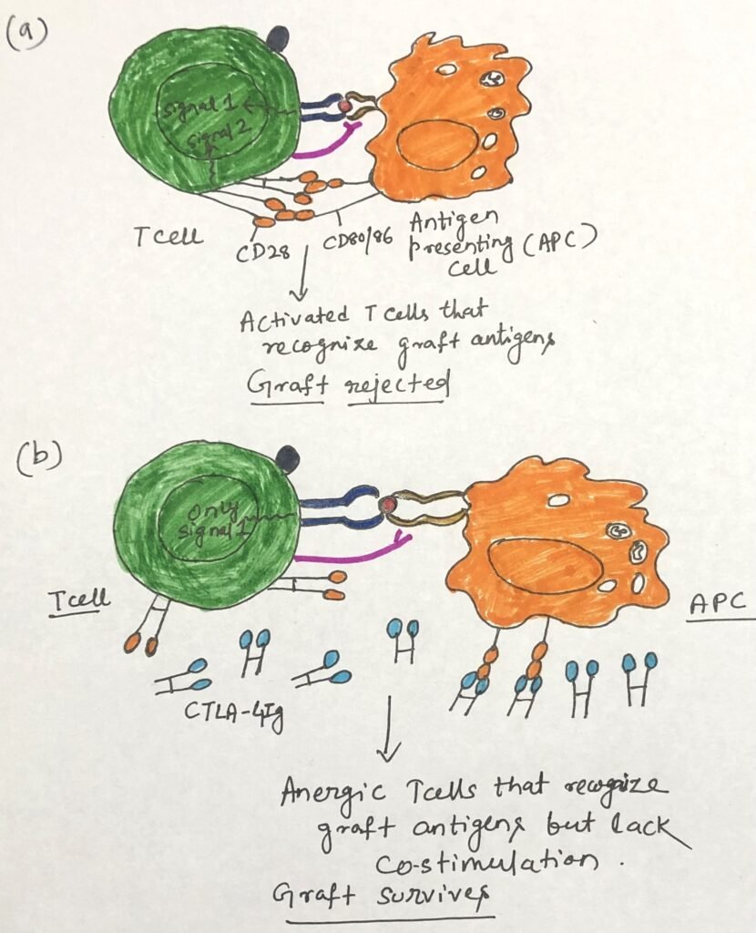  Co-stimulatory signal inhibition during transplantation induces T-cell anergy
