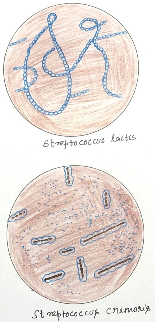 Two important Fermentative bacteria in milk and milk products