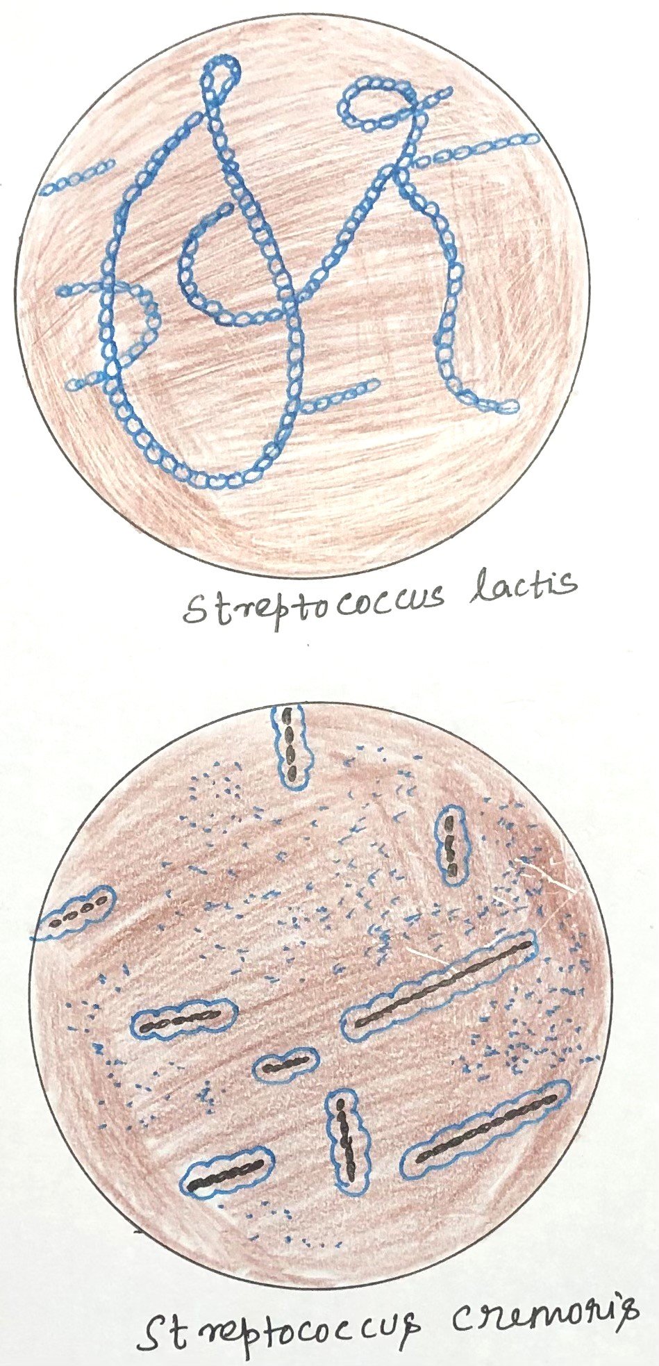 Fermentative bacteria in milk