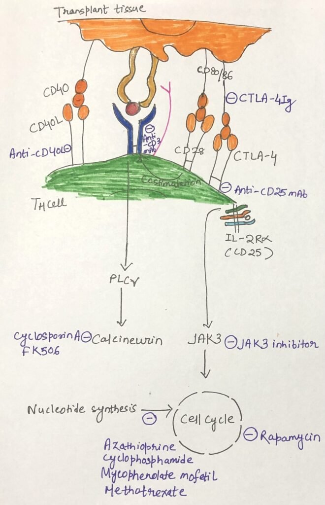 Molecular targets of immunotherapeutic drugs applied in transplantation