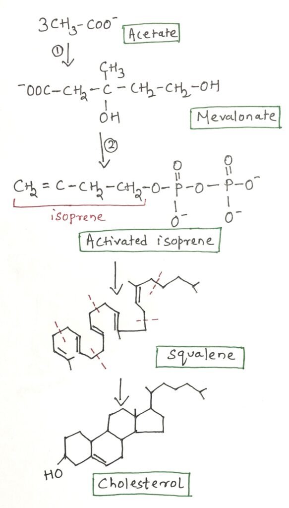 Biosynthesis of cholesterol
