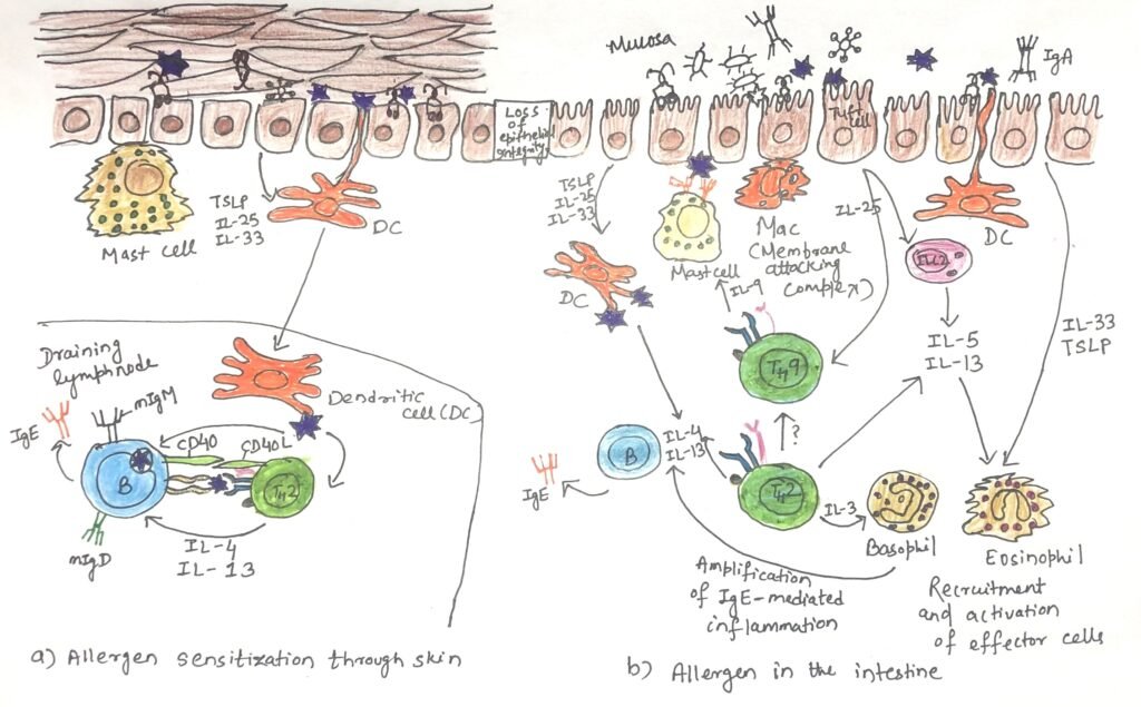 Development of IgE-dependent food allergy