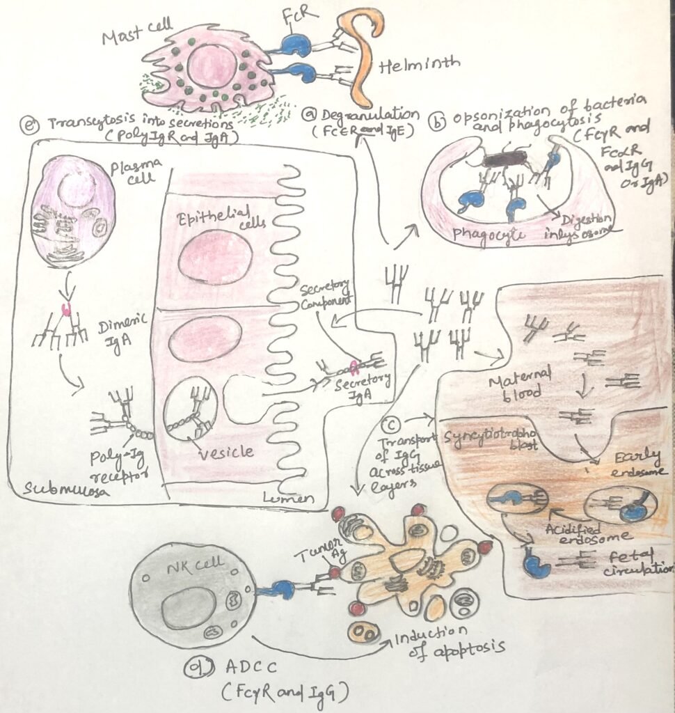 Functional roles of Fc receptors in immunity