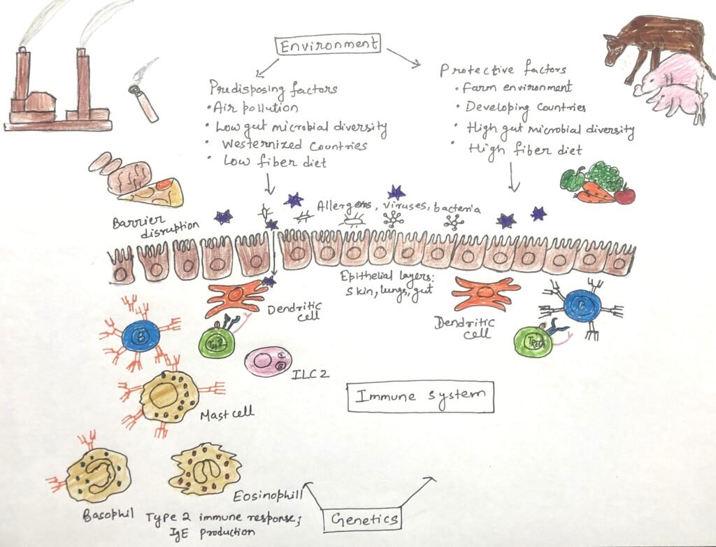 Genetic makeup and environmental exposures together determine the risk of developing allergies