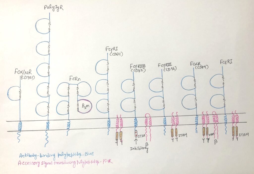 Structure of human Fc receptors