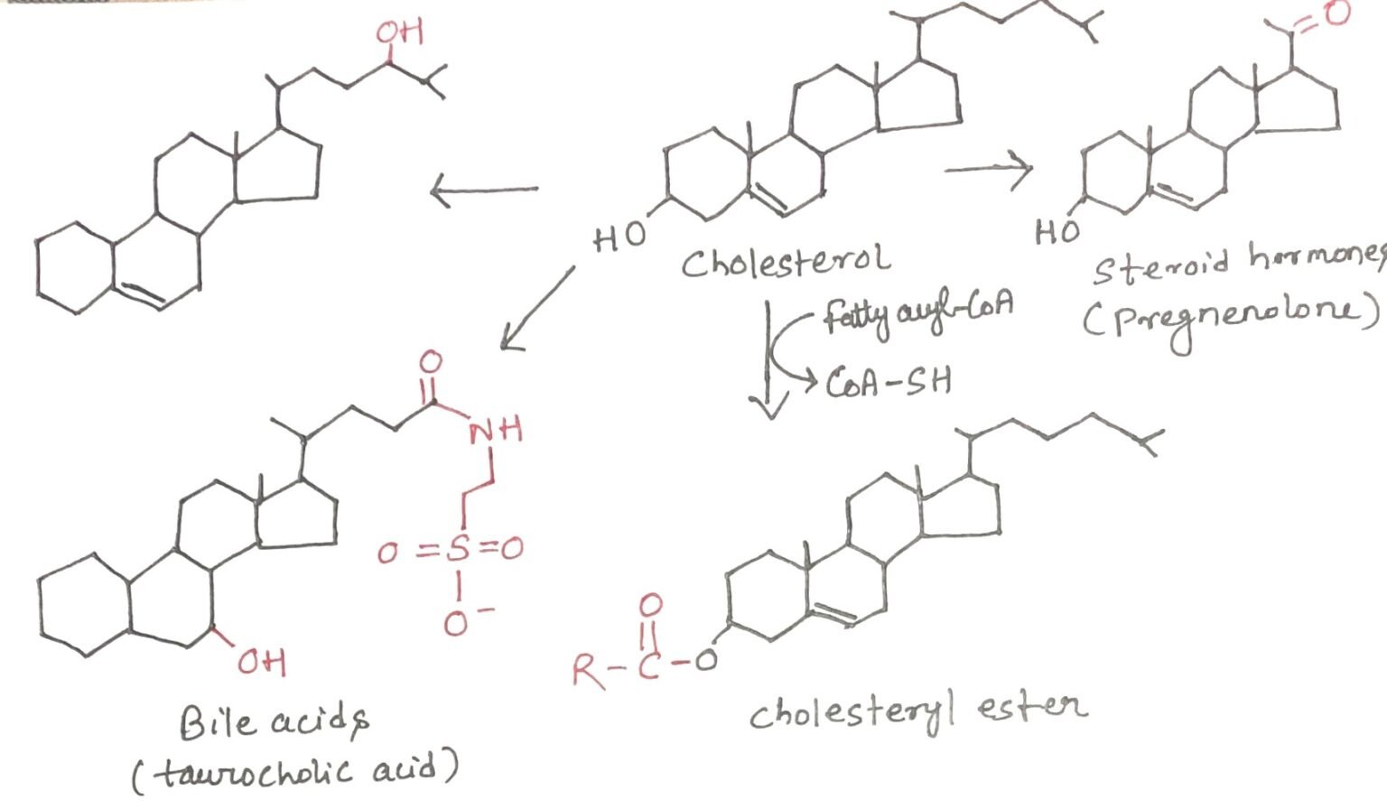 Cholesterol Transport and Lipoprotein Metabolism - Discover Biotech