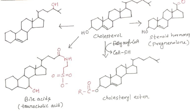Cholesterol Transport and Lipoprotein Metabolism - Discover Biotech