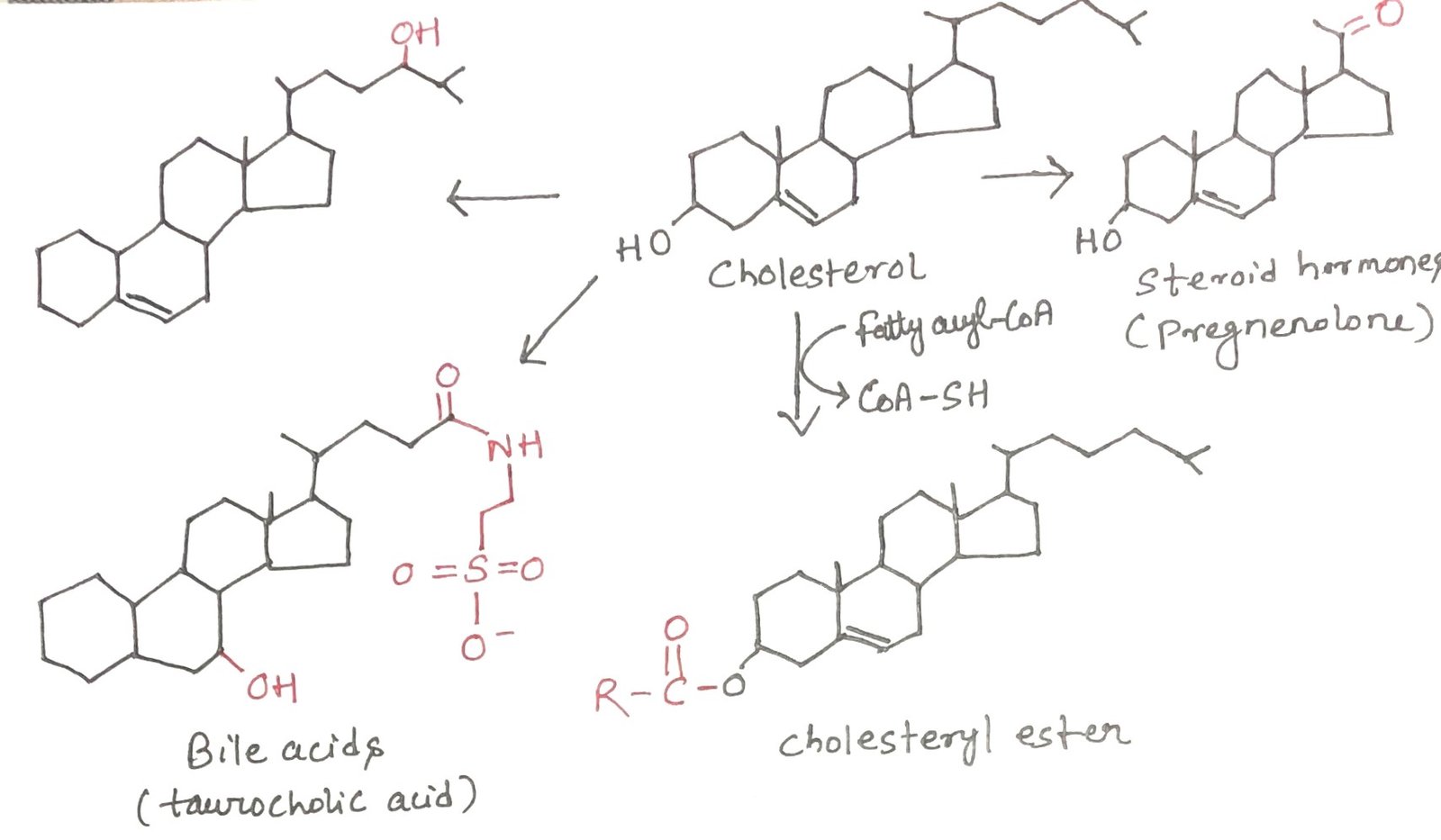 major metabolic fates of cholesterol