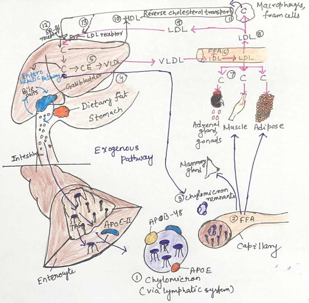 The transport of lipids and lipoproteins