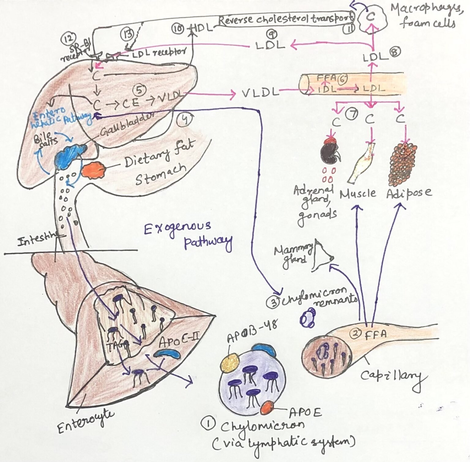 Cholesterol Transport and Lipoprotein Metabolism - Discover Biotech