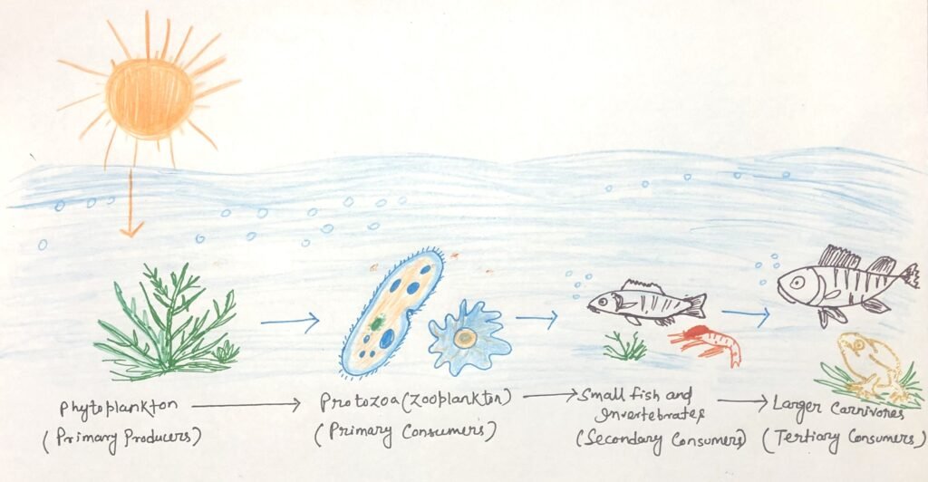 protozoa in the aquatic food chain 