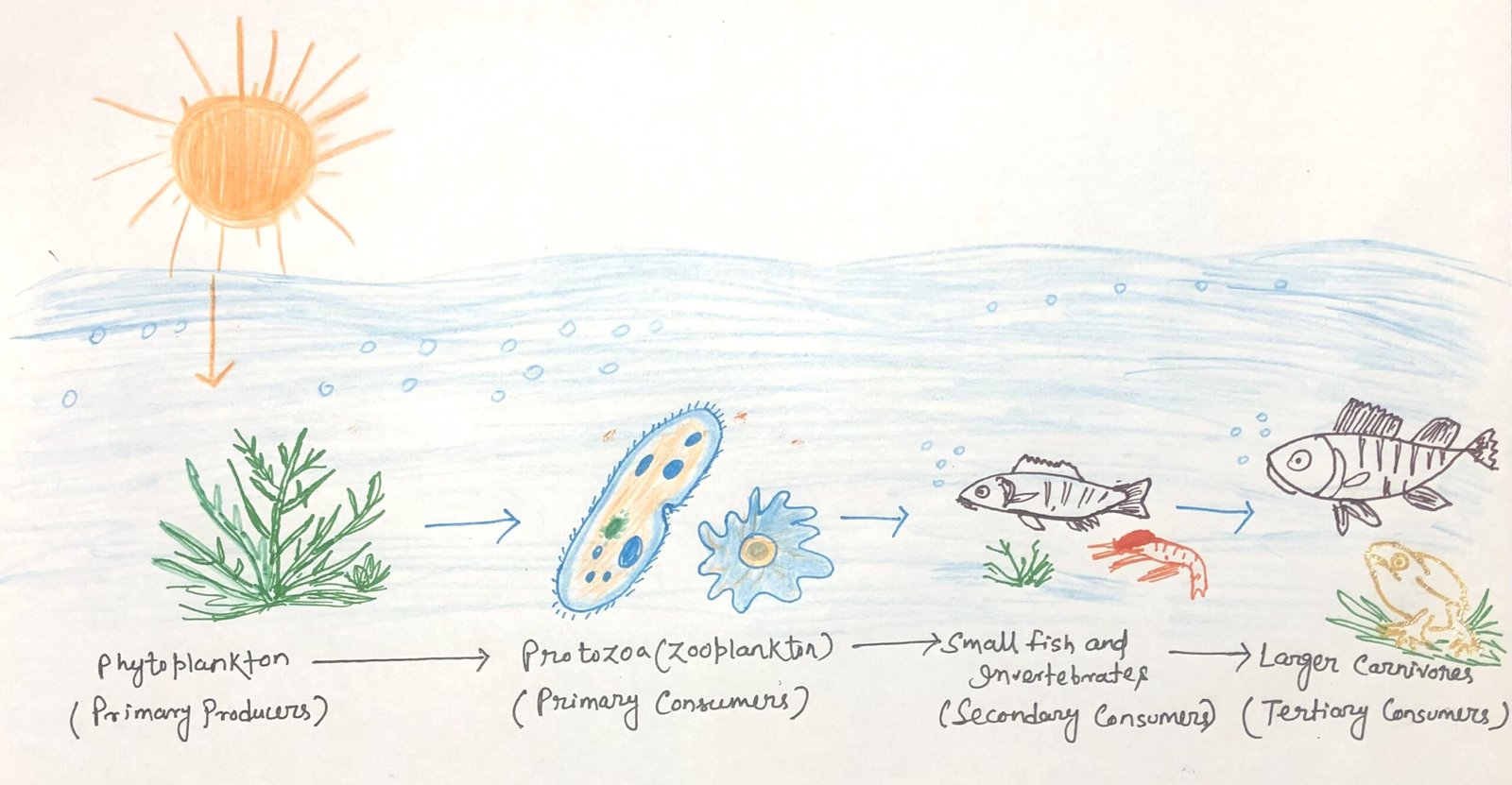 Protozoa in the aquatic fod chain
