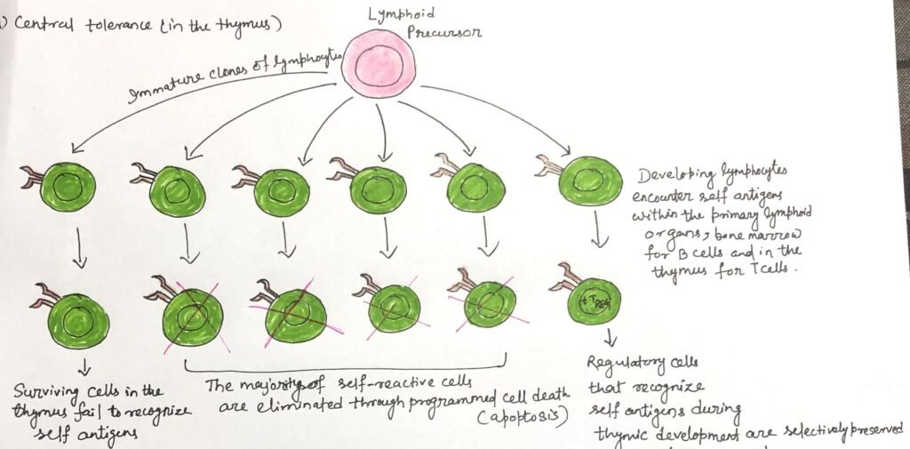 Central tolerance in the thymus