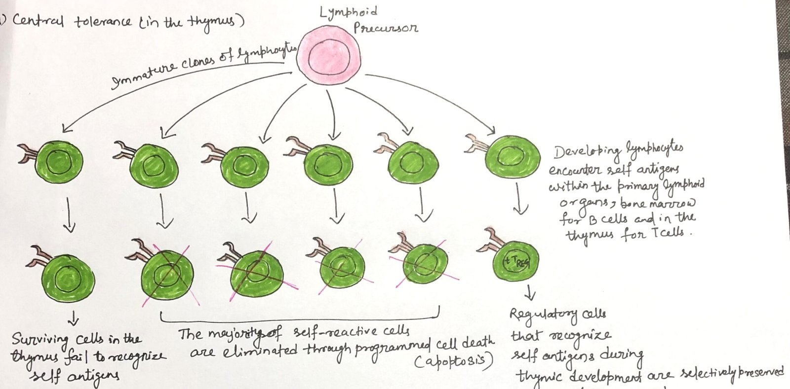 central tolerance in the thymus
