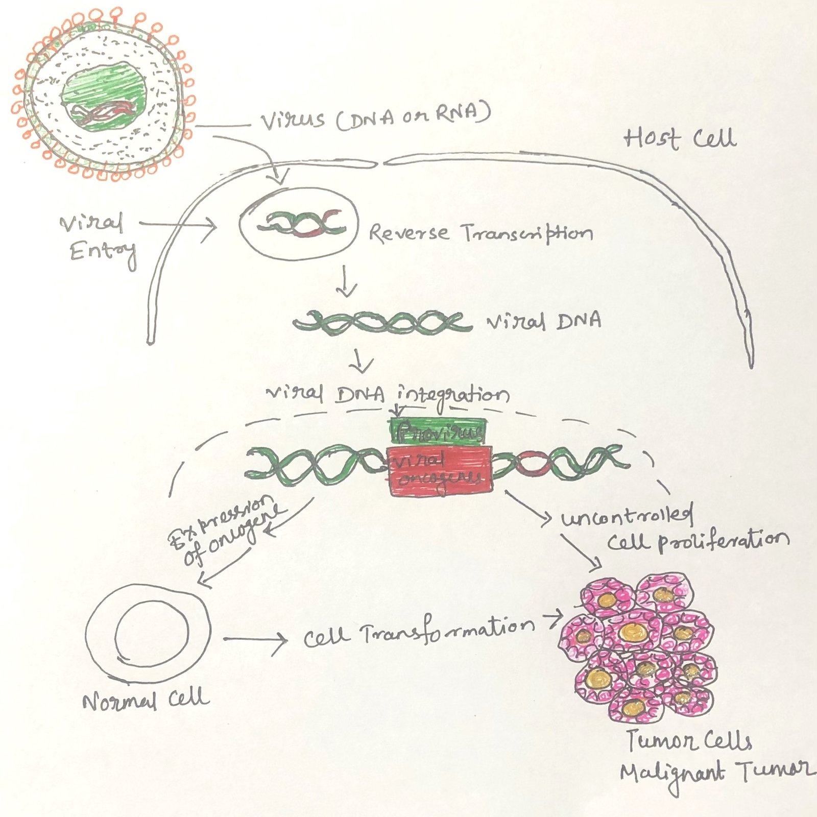 Viral genome integration