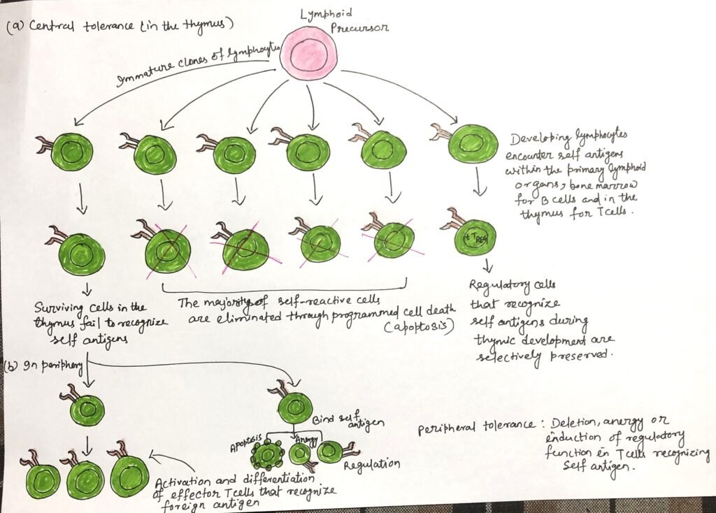 Central tolerance linked with peripheral tolerance