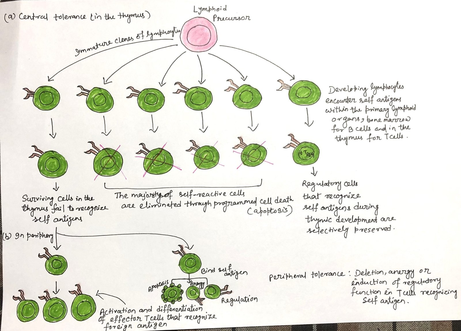 Generation of peripheral tolerance