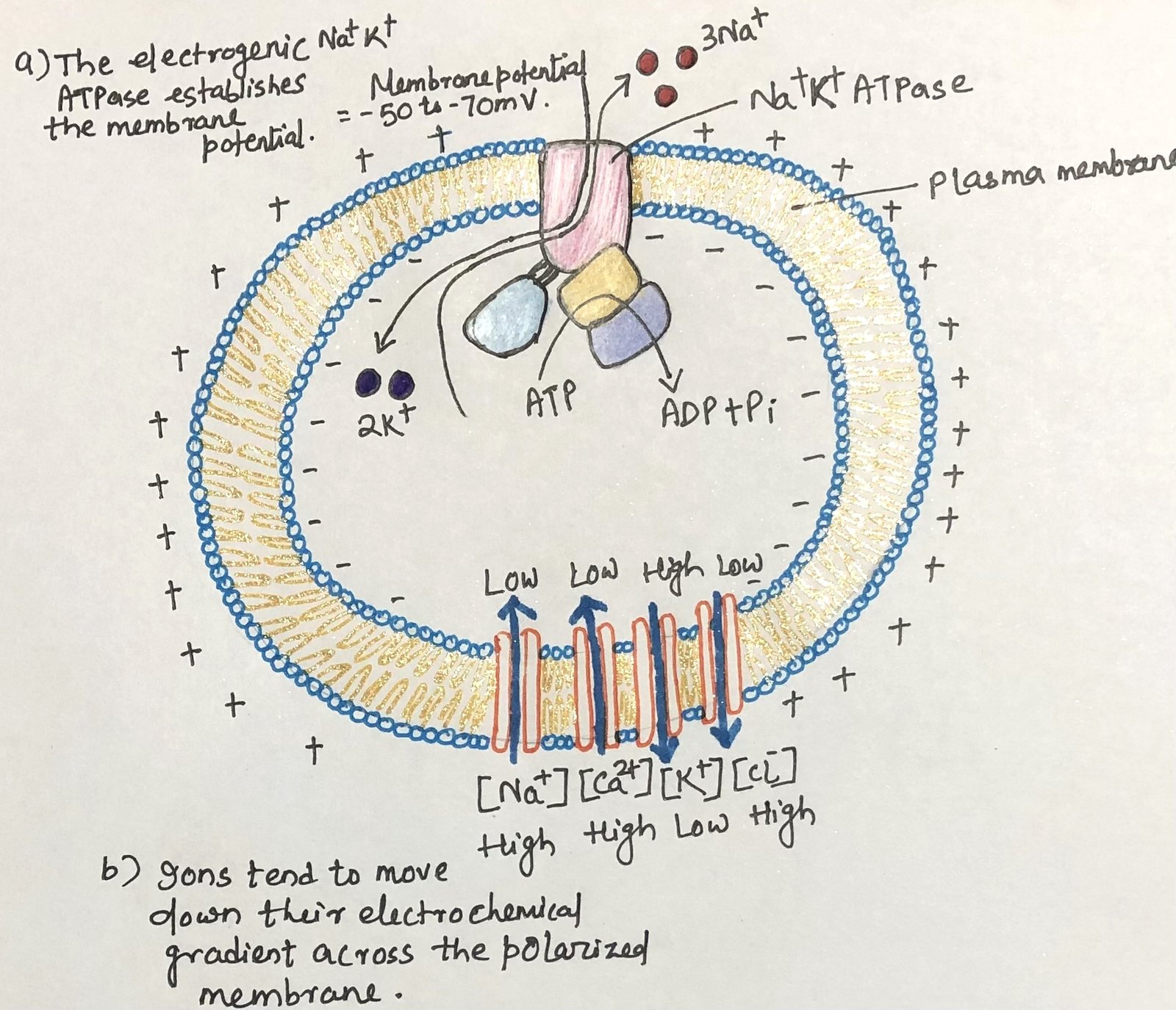 Transmembrane electrical potential