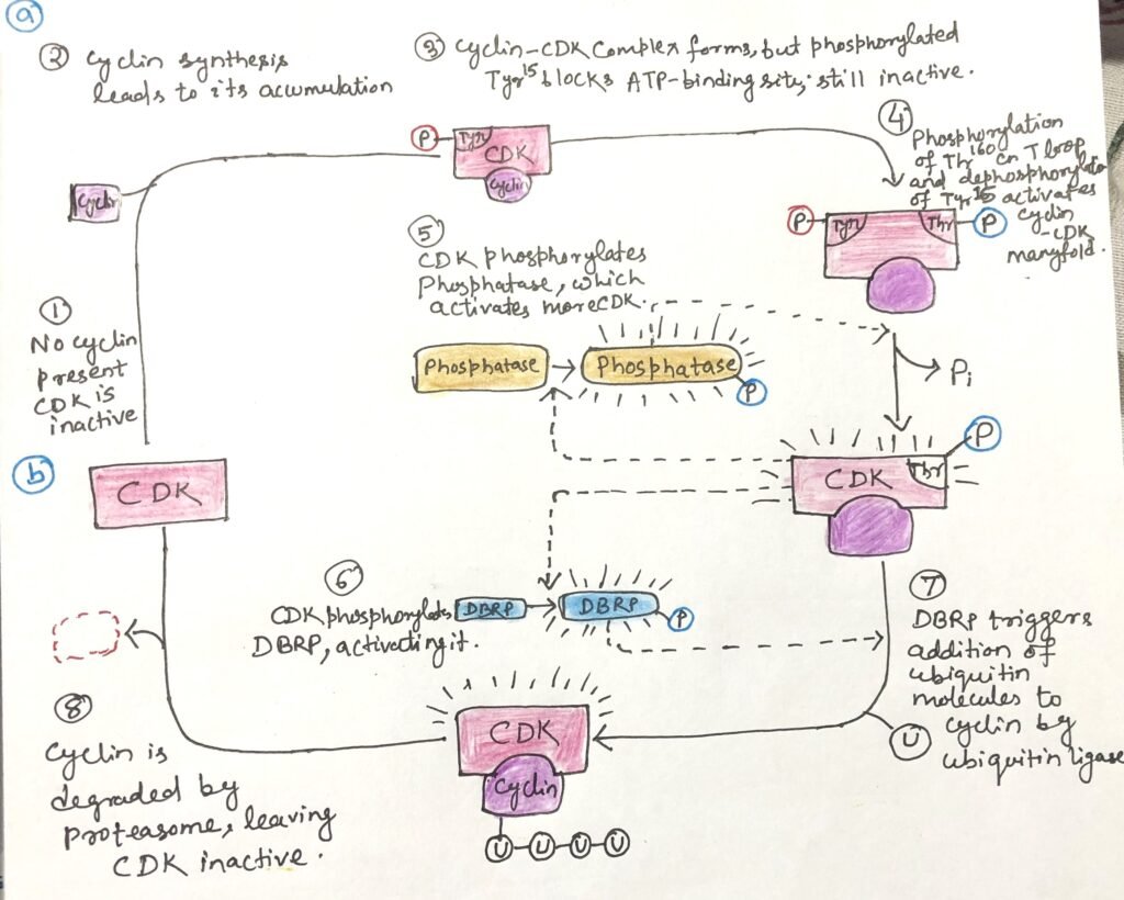 CDK regulation by phosphorylation and proteolysis