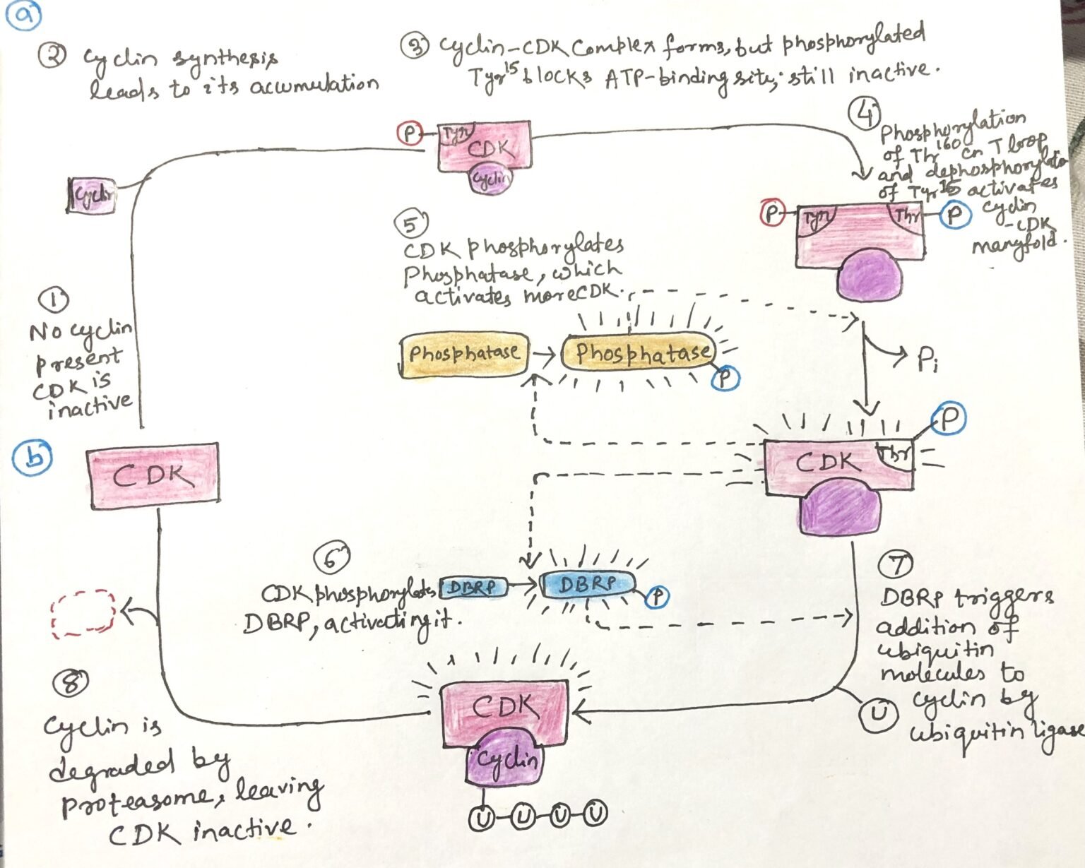 Protein Kinases Regulate the Cell Cycle - Discover Biotech