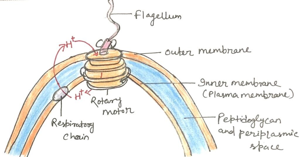 Proton-motive force helps rotate bacterial flagella