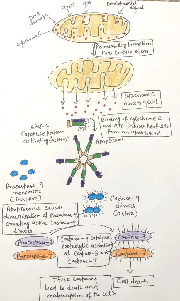 Cytochrome c in Apoptotic Signaling