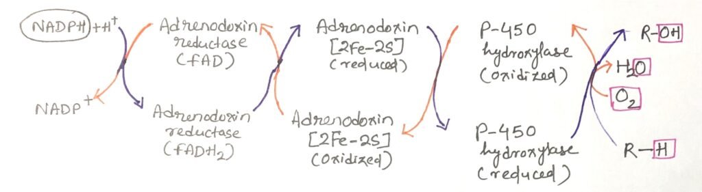 Electron flow in mitochondrial cytochrome P-450
