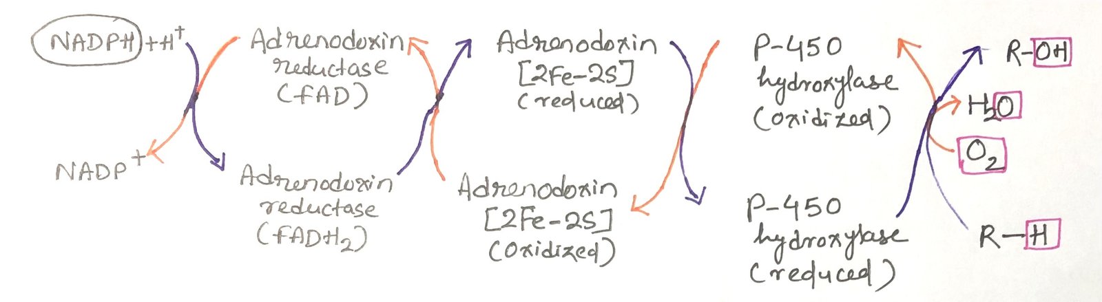 electron flow in cytochrome-P-450
