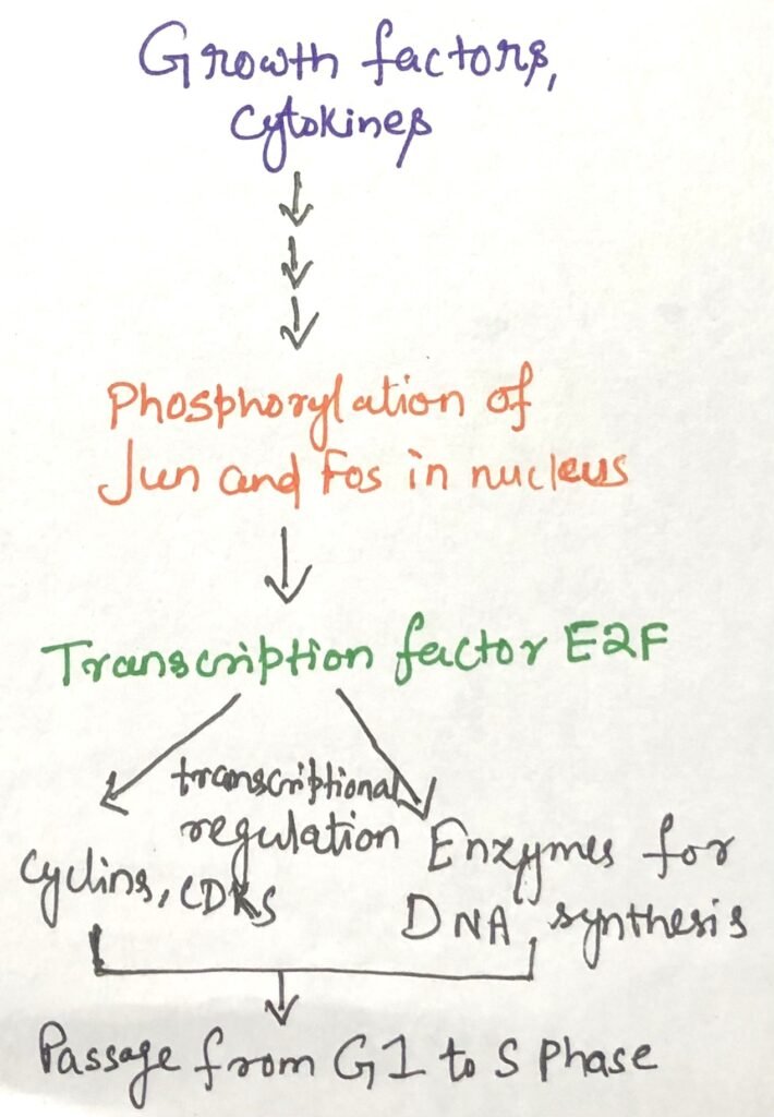 Growth factors regulating cell division