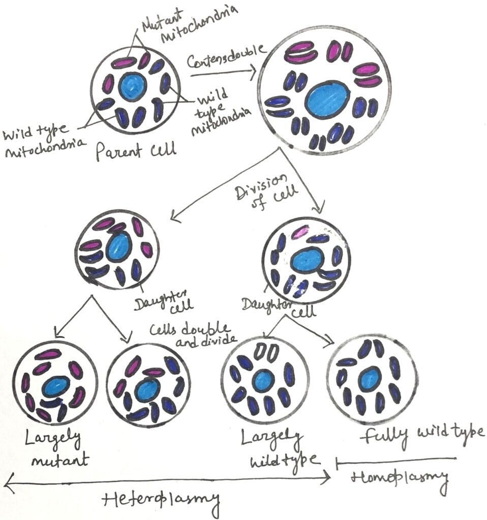 Heteroplasmy in mitochondrial genomes