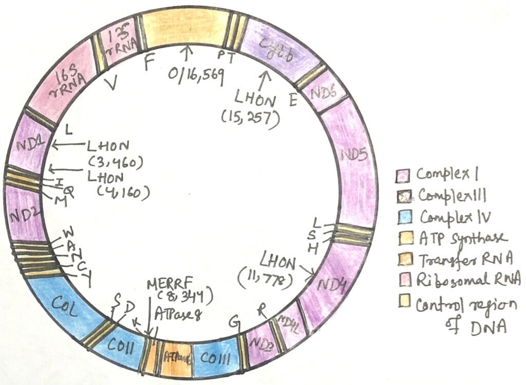 A map of human mitochondrial DNA