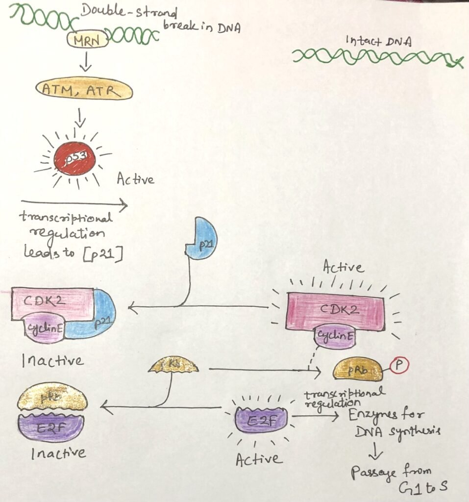 Control of the G1-to-S transition through phosphorylation of pRb