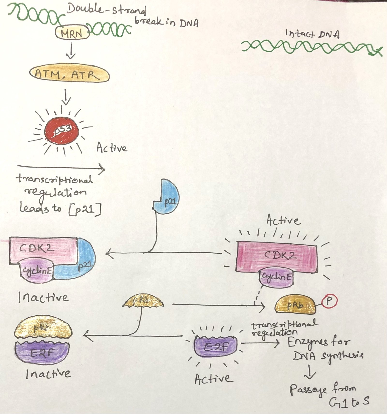 phosphorylation of pRb