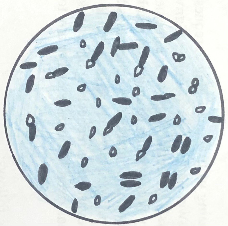 Clostridium botulinum