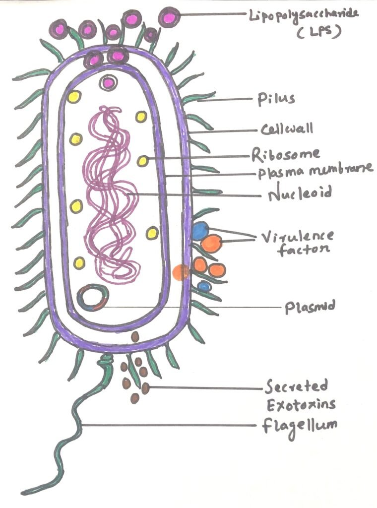 Structure of bacterium Pseudomonas aeruginosa