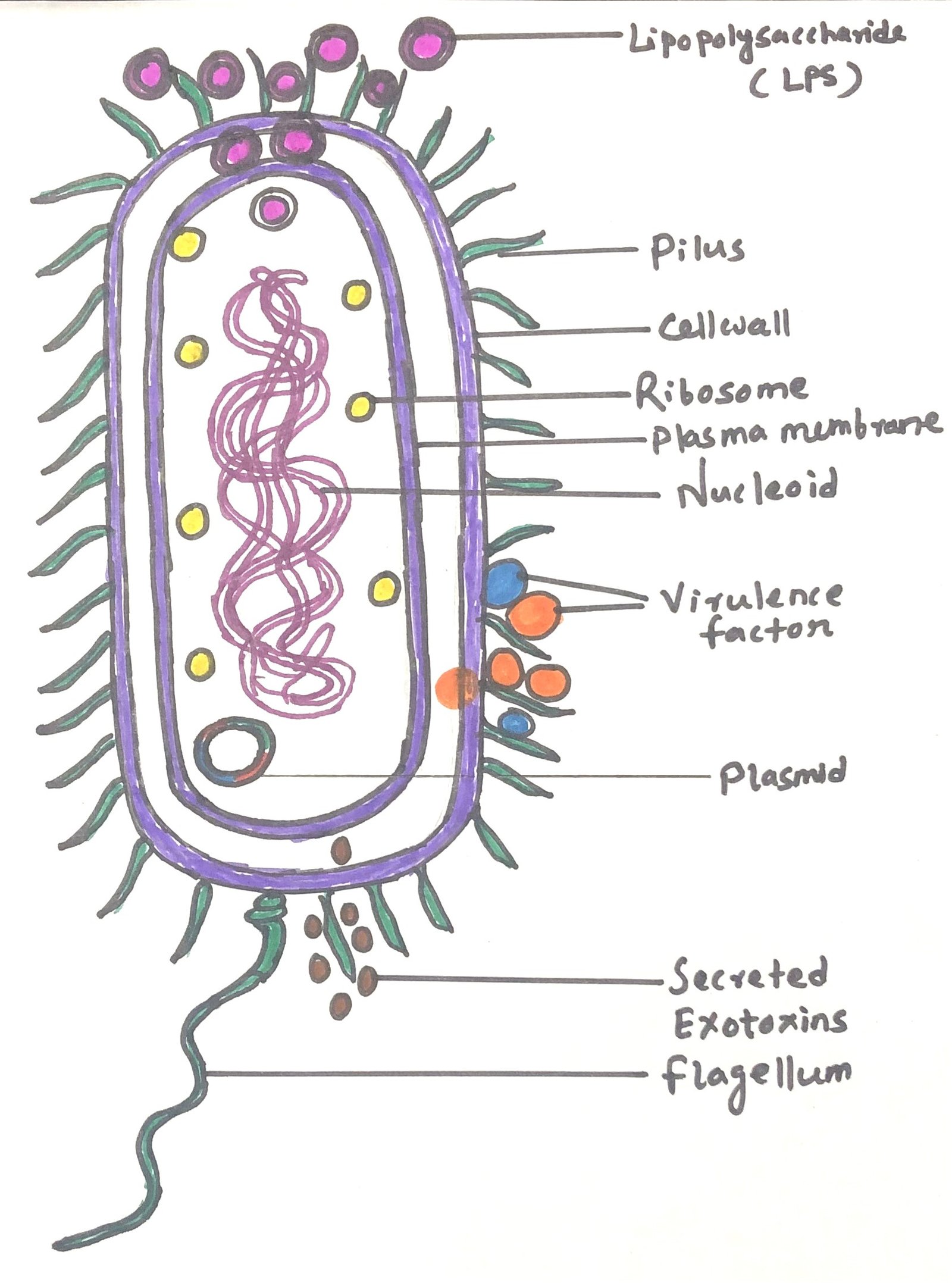Pseudomonas aeruginosa