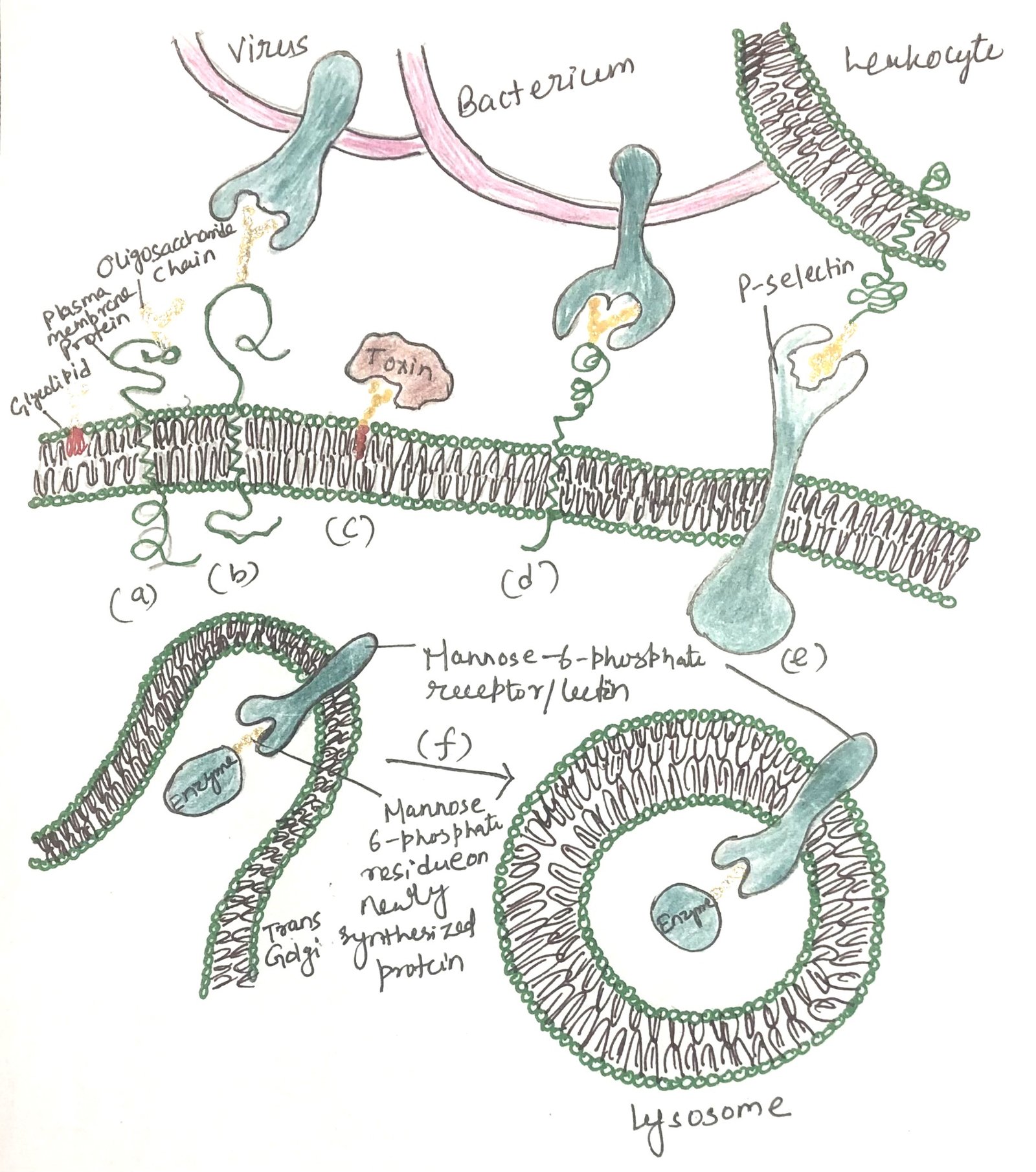 Role of oligosaccharides