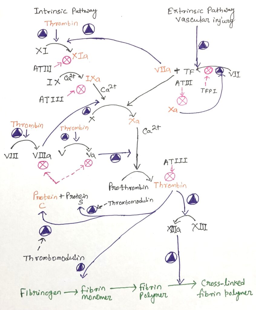 The coagulation cascades