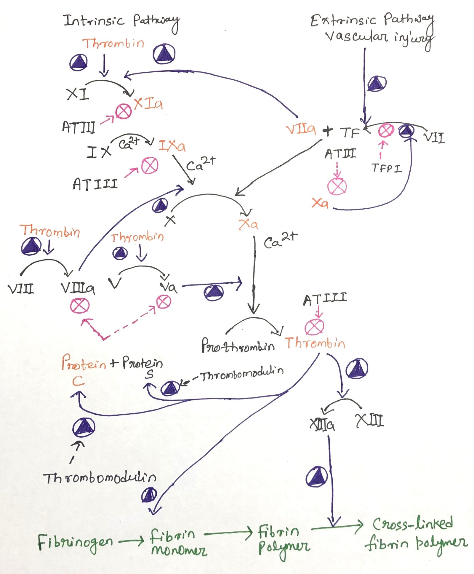 The coagulation cascades