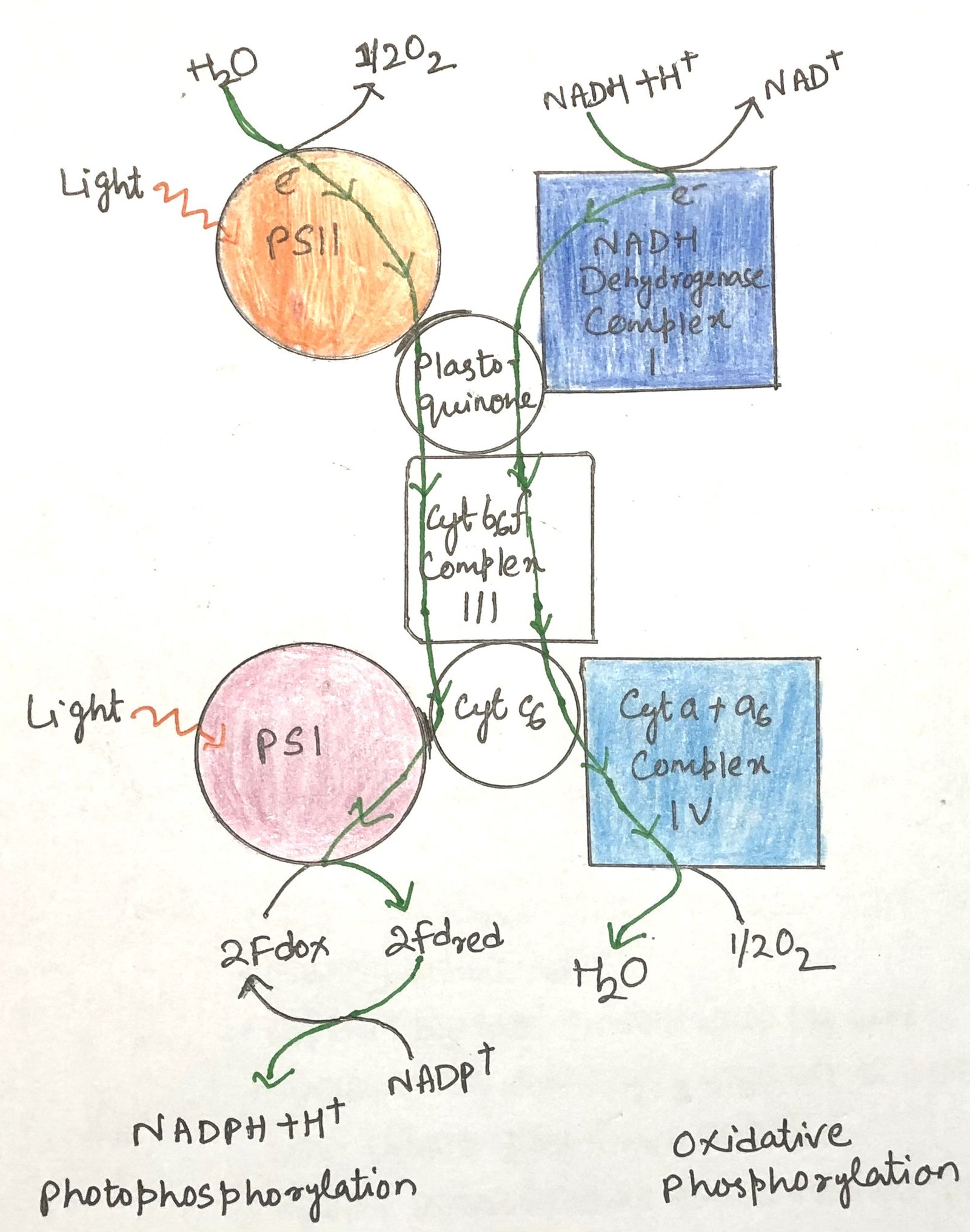dual-roles-of-cytb6f-and-cyt-c6