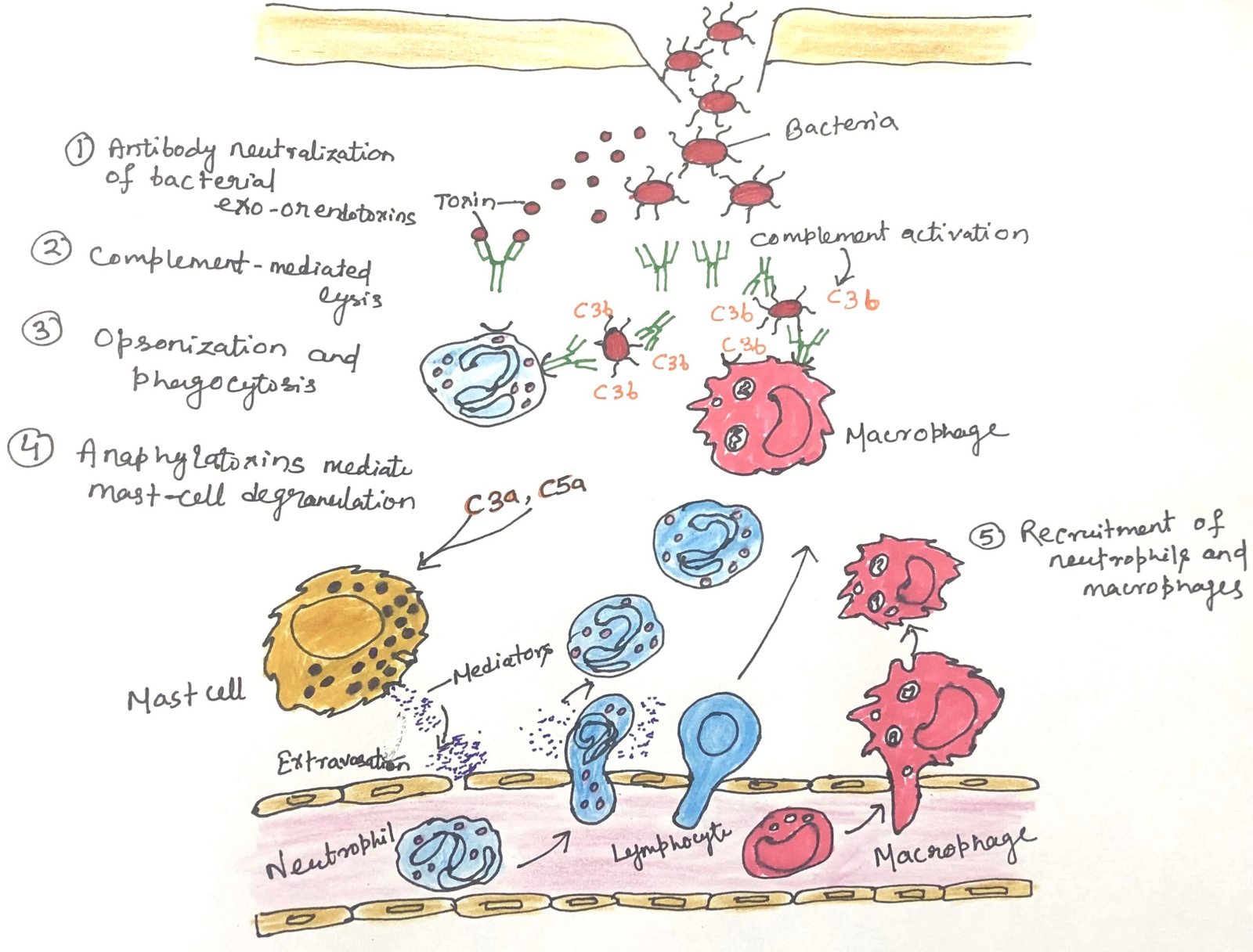 Antibody mediated mechanisms for combating infection