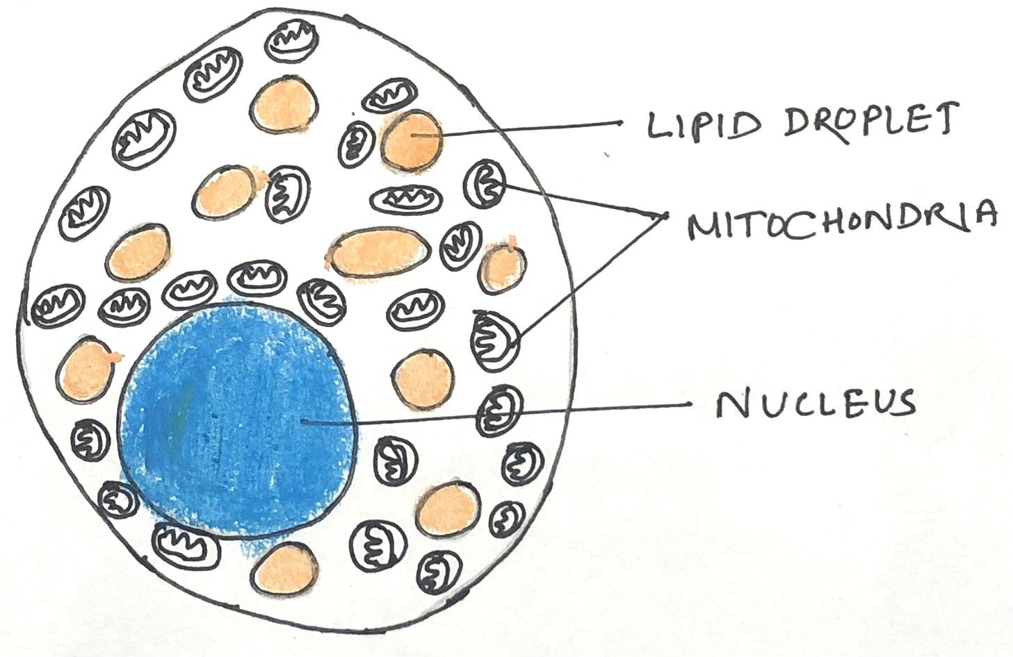 Brown adipocyte
