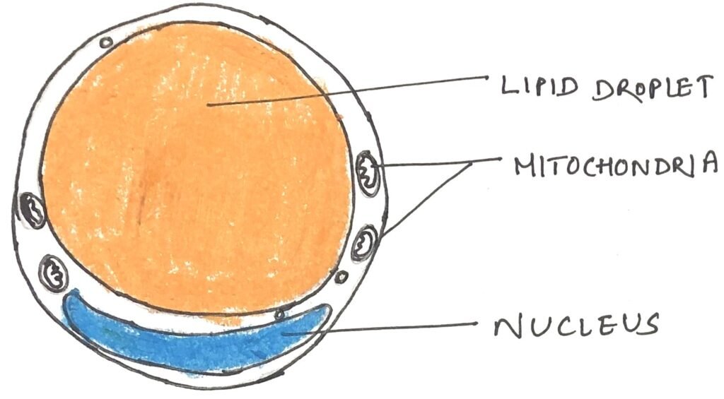 White adipocyte